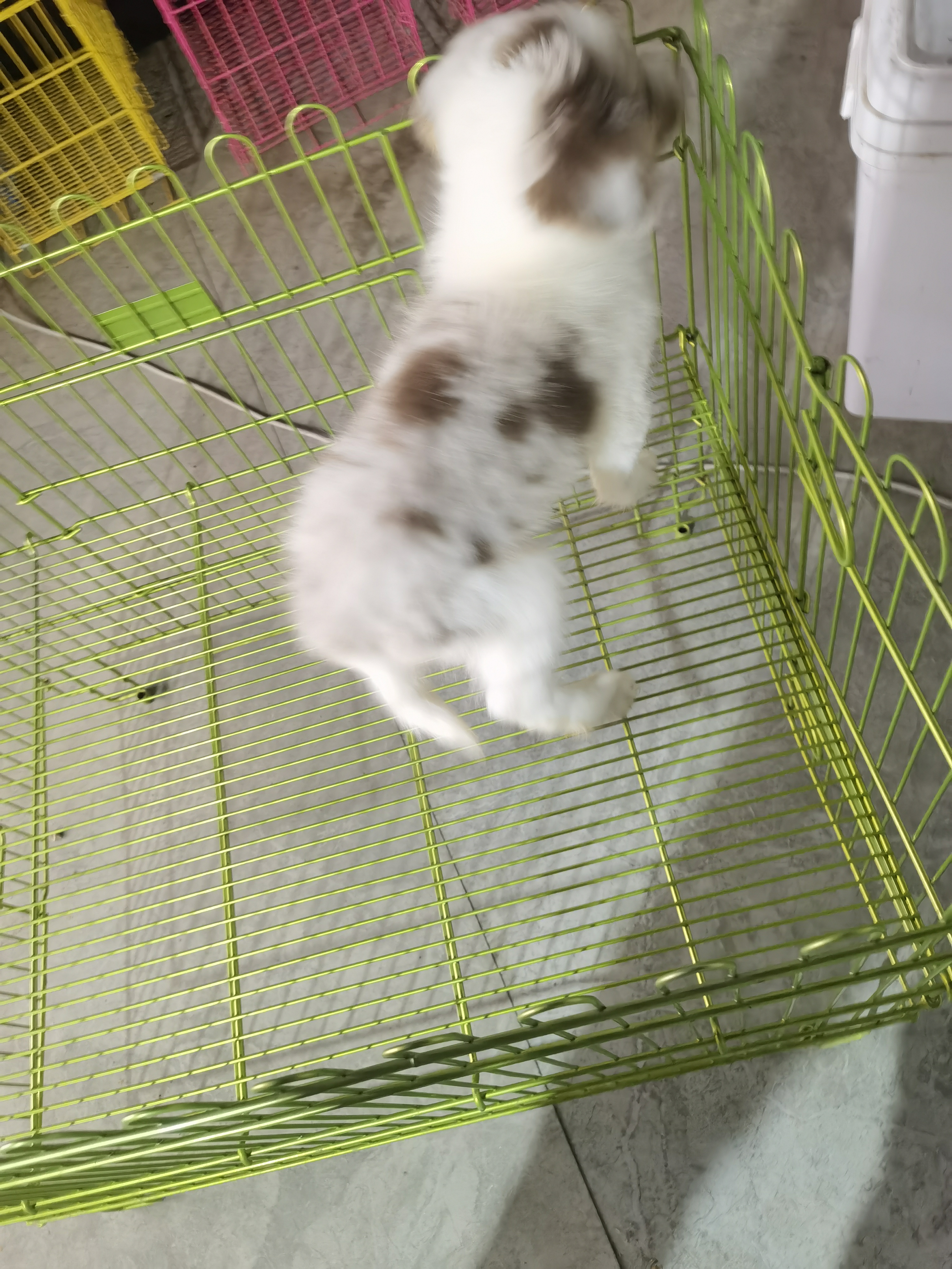 血统赛级红陨石边牧